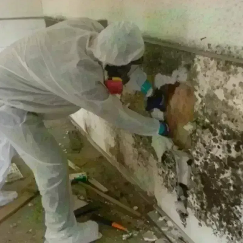 Mold Remediation and Removal in Camden County, GA